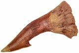 Bargain, Fossil Sawfish (Onchopristis) Rostral Barb - Composite #208893-1